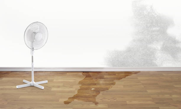 Best Water damage cleanup near me  in Ham Lake, MN
